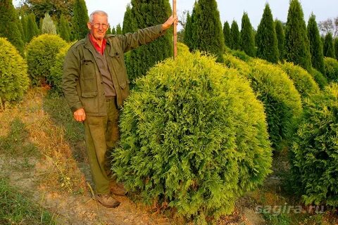 Голден глоб размеры