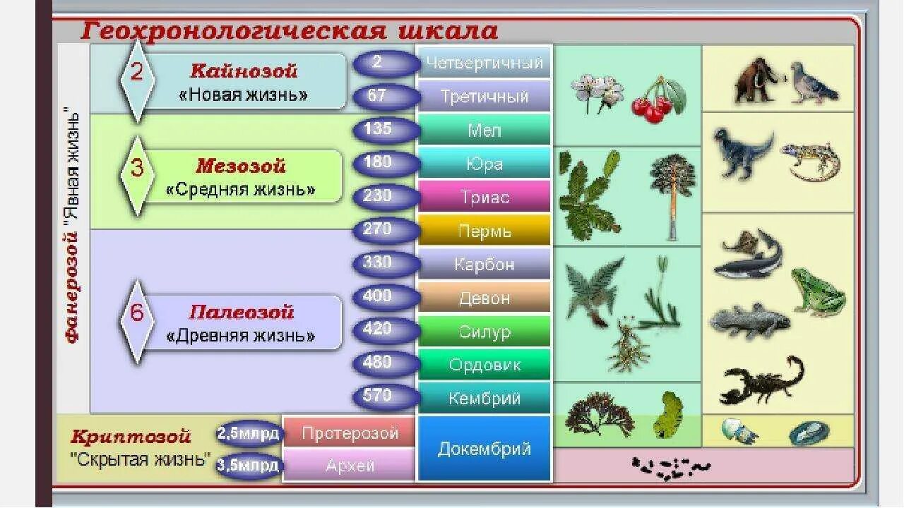 Этапы развития живого организма. Палеозой Геохронологическая шкала. Геохронологическая таблица эволюции жизни.