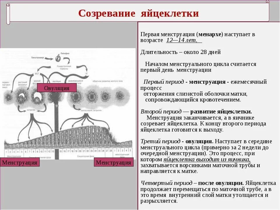 Слизистая матки отторгается. Созревание яйцеклетки. Где происходит созревание яйцеклеток. Яйцеклетка созревает в. Созревание яйцеклеток у женщин.