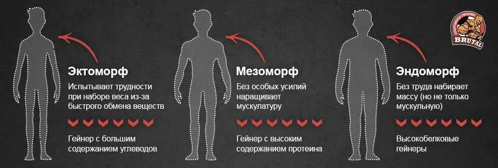 Тренировка эктоморфа для набора. Набор массы для эктоморфа питание. питание для эктоморфа для набора. диета для эктоморфа для набора мышечной массы. рацион питания эктоморфа для набора массы.