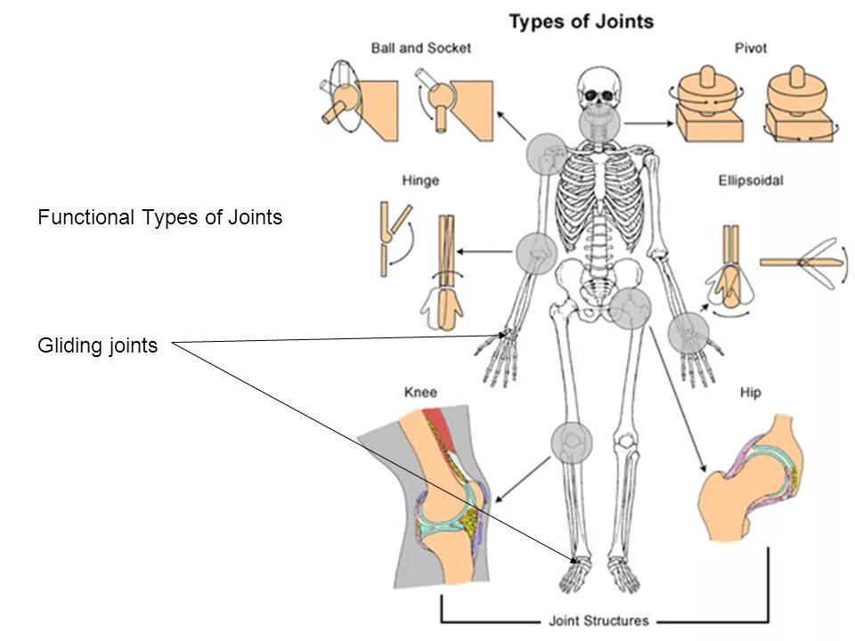 Human join. Types of joints. костная система. human joints. skeleton joints.
