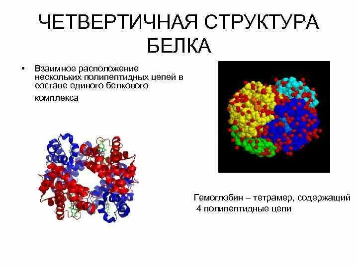 Комплекс из нескольких полипептидных цепей. Четвертичная структура днк. структура белка, состоящая из нескольких полипептидных цепей?. структура белка из нескольких полипептидных цепей. четвертичная структура гемоглобина.