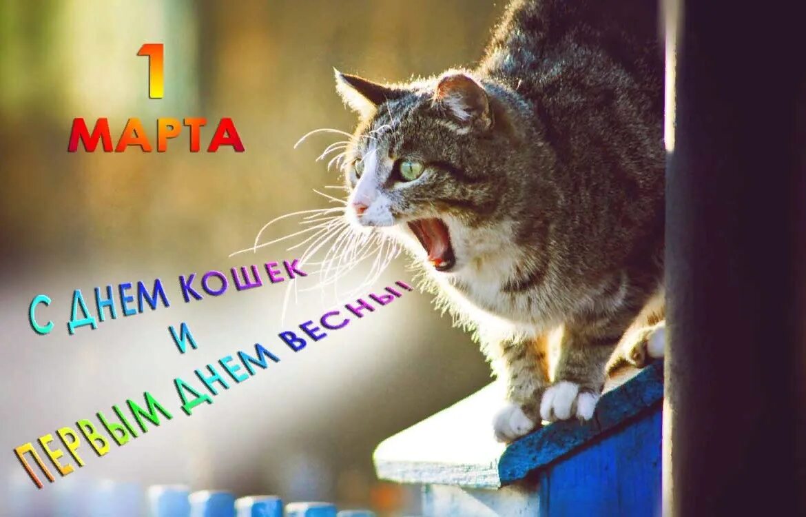 Кошки 9 мая