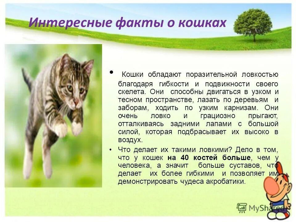 Фактов о животных 3 класс. Интересные факты о кошках. интересные факты для детей. интересныемфакты для детей. интересные факты о кошках 2 класс.