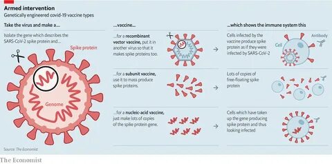 The experimental hiv vaccine is injected into muscle, where it delivers ins...