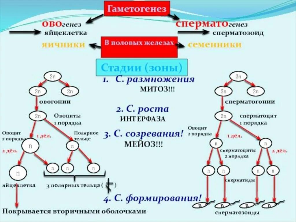 Сперматогенез сколько образуется. Редукционное деление мейоза в овогенезе. мейоз схема сперматогенез. стадия созревания овогенеза. схема основных этапов сперматогенеза и овогенеза.