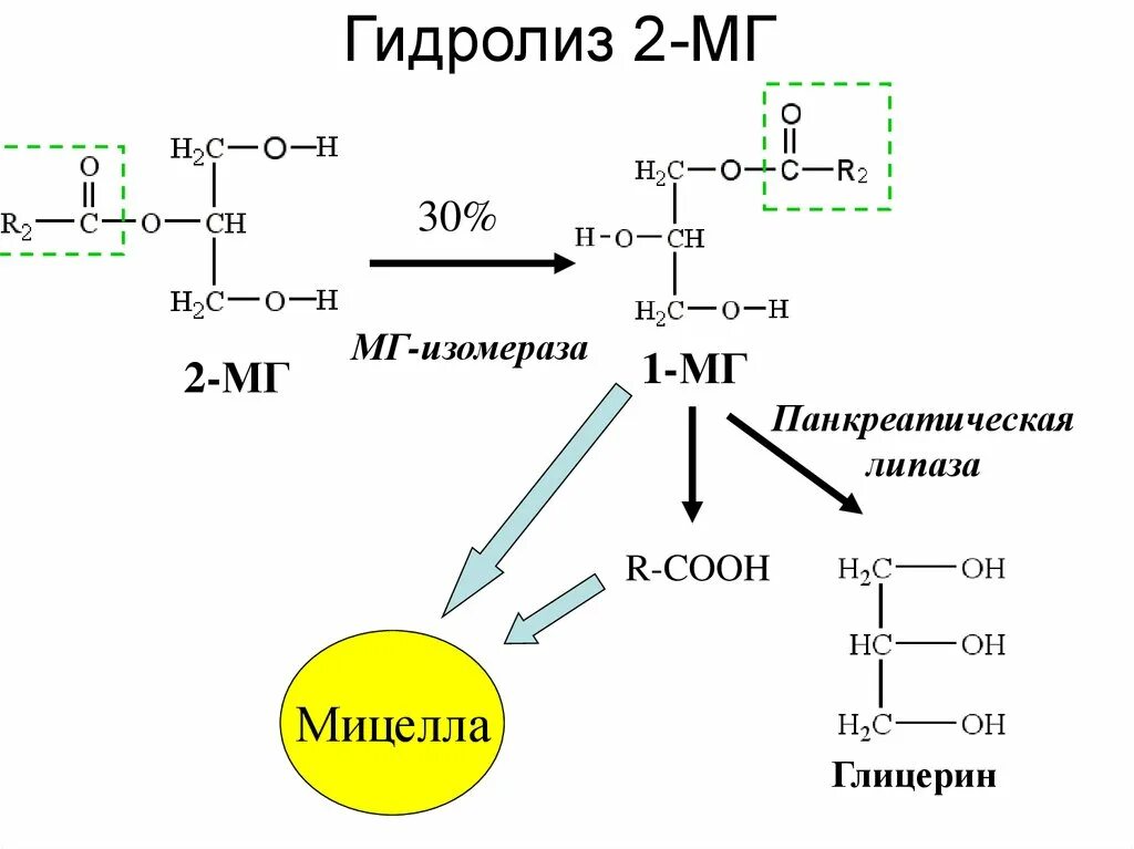 Активаторы панкреатической липазы биохимия. Гидролиз жира панкреатической липазы. Таг липаза и панкреатическая липаза. Схема активации панкреатической липазы.