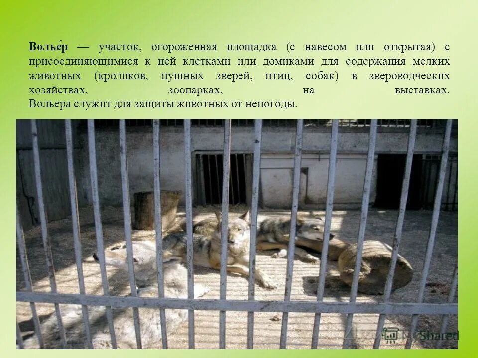 Сочинение про зоопарк. Эссе на тему содержания животных в зоопарках. Зоо рассказы. Содержания диких животных в качестве домашних. Проект зоопарка.