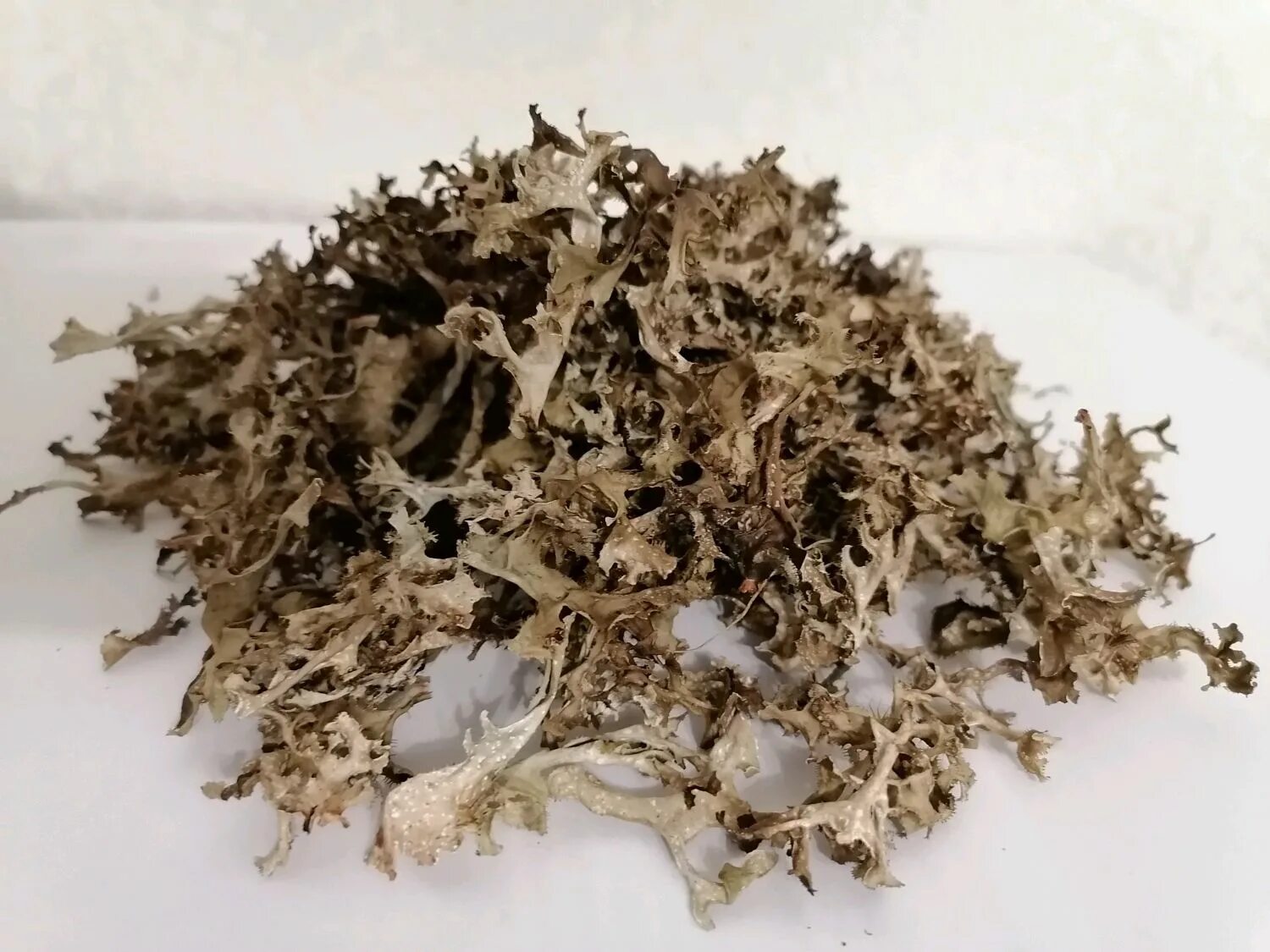 исландский мох озон. исландский мох озон. исландский мох озон. исландский мох 50г. цетрария лишайник.