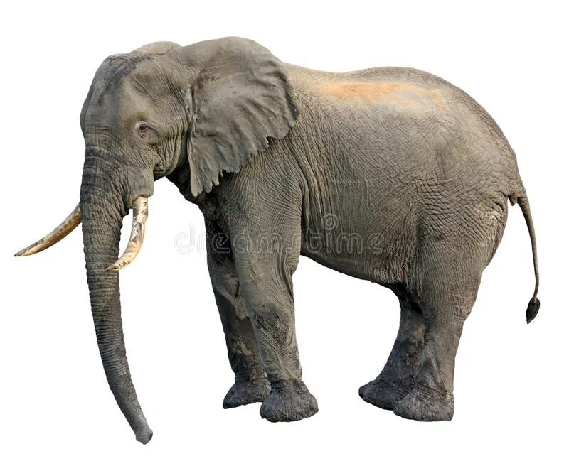 Стоящий слоник. Слон сбоку. Слон на белом фоне. Стоящий слон. Голова слона сбоку.