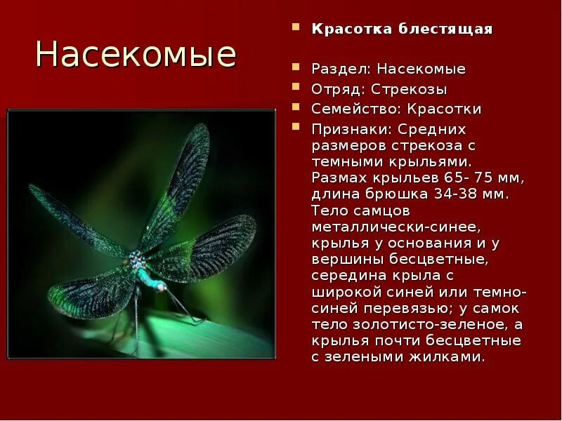 Какой тип развития характерен для стрекозы красотки. Стрекозы отряд насекомых. Классификация Стрекозы. Род вид класс насекомых. Стрекоза Тип класс.