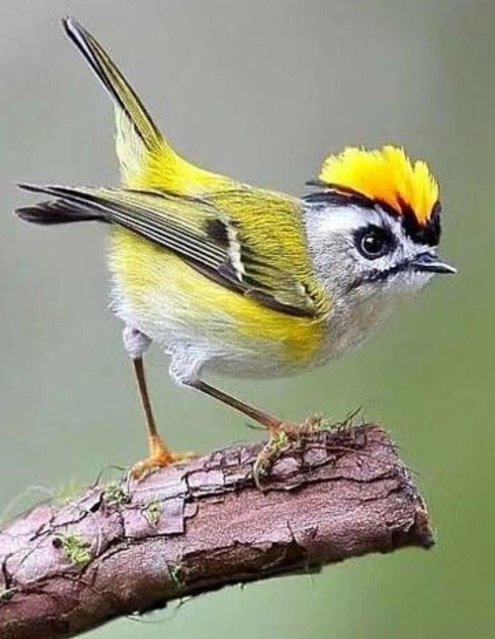 Желтый королек птичка. Желтоголовый королёк. Желтоголовый королёк птица. Желтоголовый Королек птичка. Золотоголовый Королек.