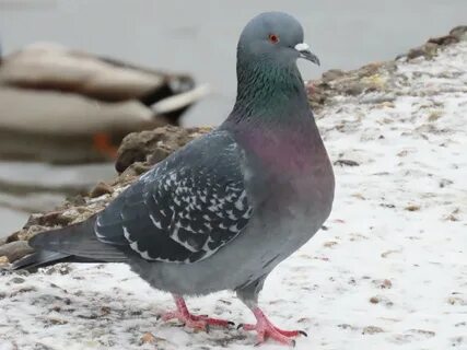 Самка голубя