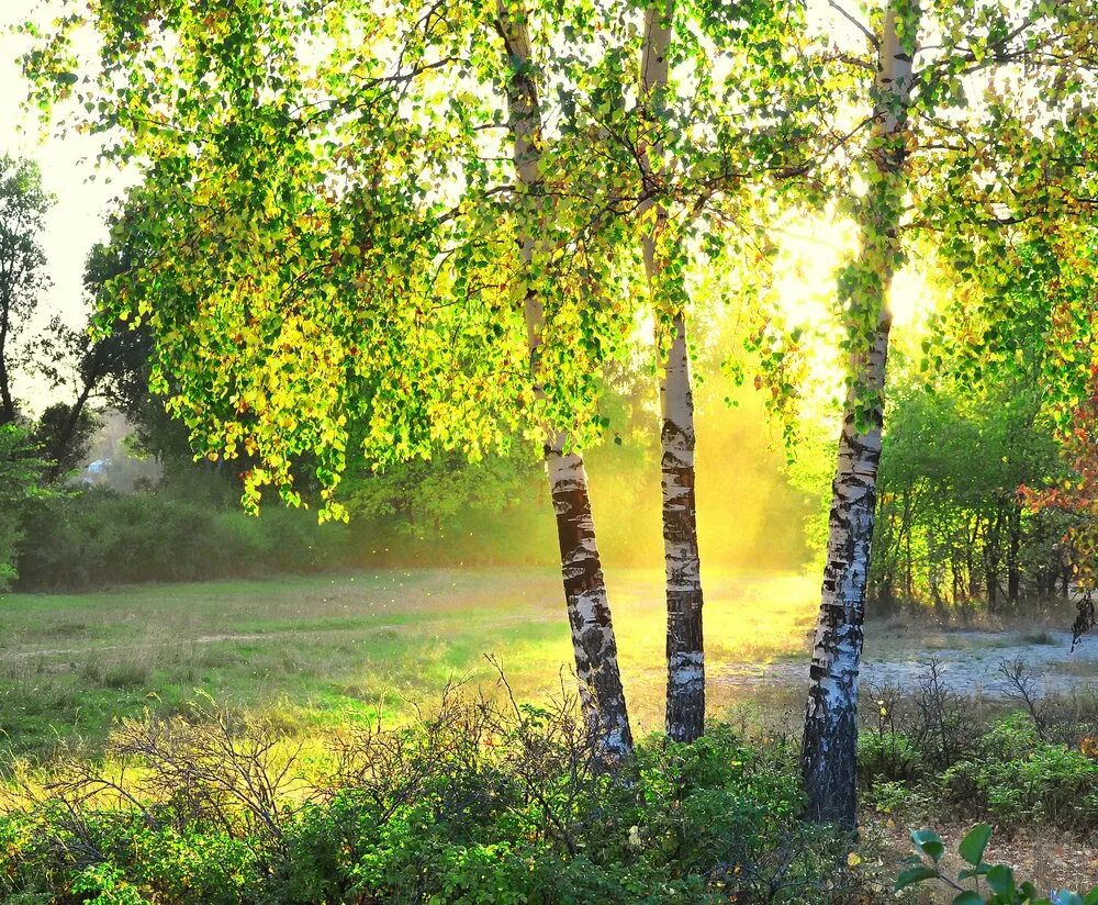 Березовая роща в Солнечном свете. Русская природа Березовая роща Березки. Пушгоры береза. Берёзовая роща Орехово-Зуево.