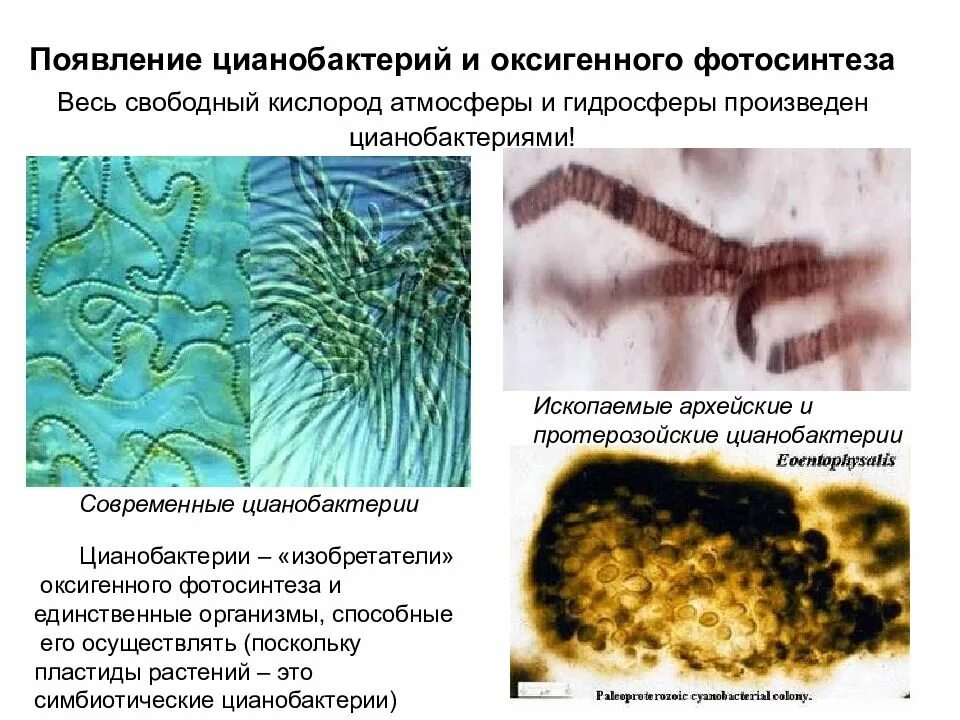 Цианобактерии царство. Синезеленые водоросли цианобактерии. Бурые водоросли цианобактерии. Цианобактерии фотосинтетики. Как повлияло появление фотосинтезирующих организмов