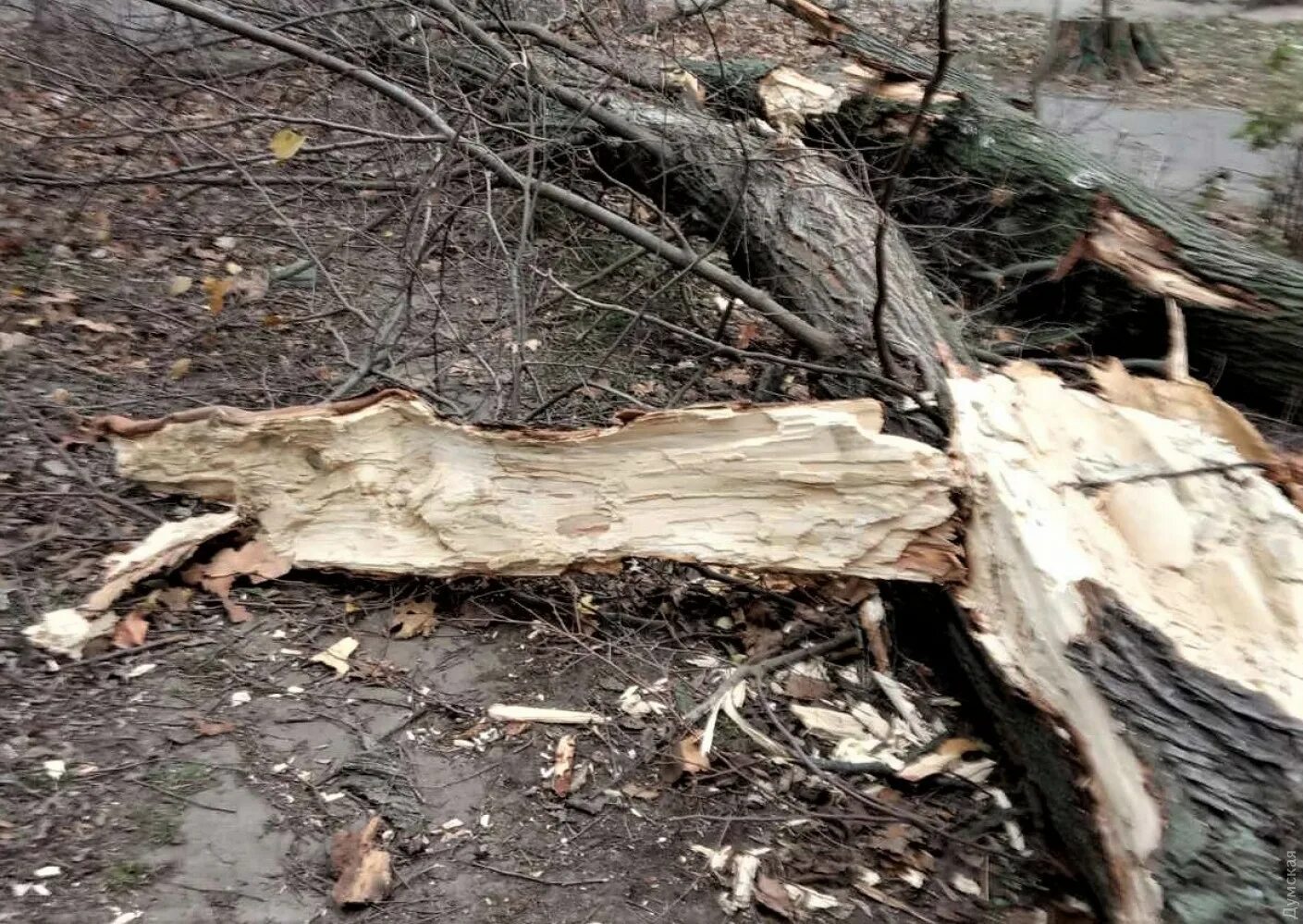 Сон упавшие деревья. Деревья поваленные ветром. поваленное дерево на дороге. ветки упавшие с дерева.