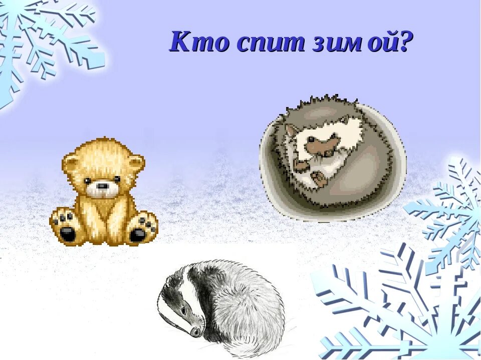 Медведь еж летучая мышь. Какие животные впадают в спячку зимой. Животные спят зимой. Кто из зверей впадает в спячку зимой.