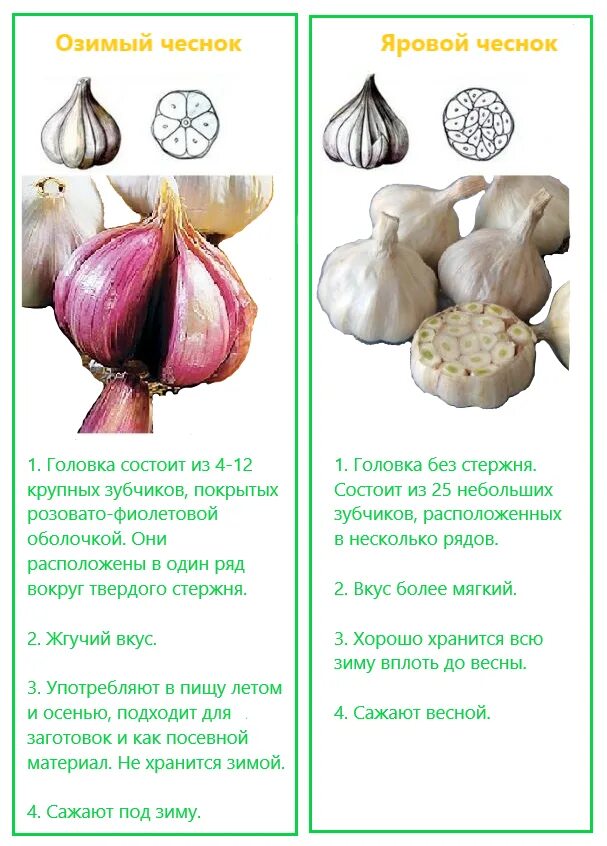 Как правильно принимать чеснок. Чеснок. Яровые сорта чеснока. Посадка чеснока. Отличие ярового чеснока от озимого.