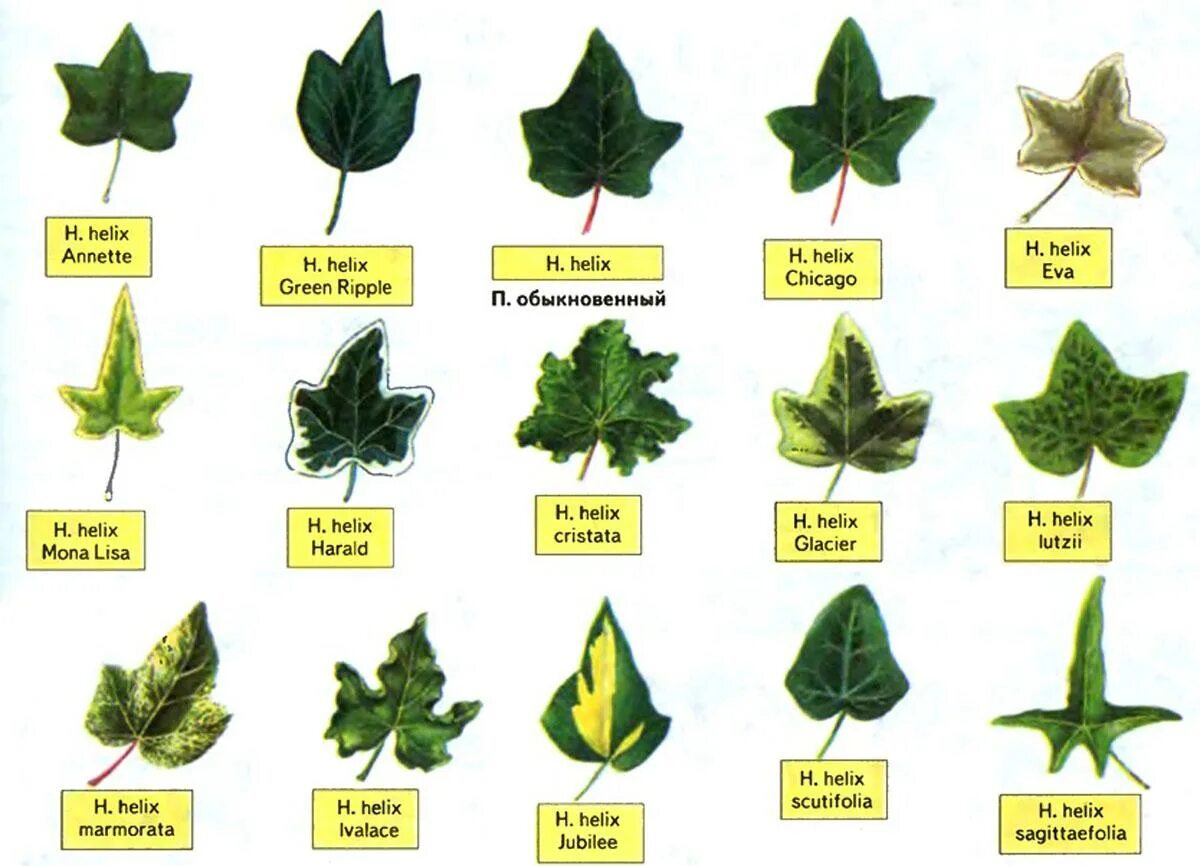 Цветы садовые названия листья. Плющ Хедера комнатный. Плющ сорт Hedera Helix. Плющ Хедера лист. Хедера Хеликс цветок.