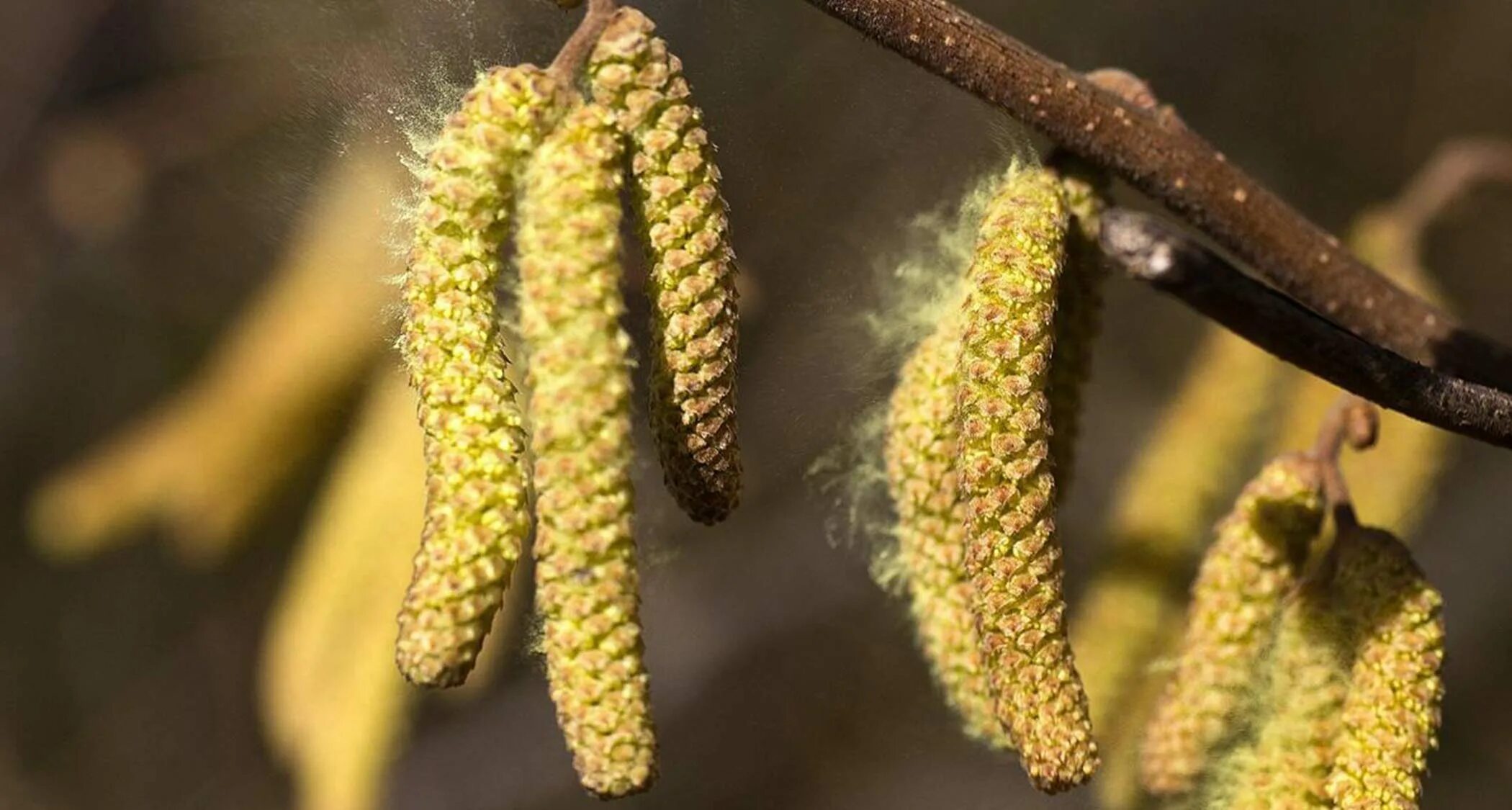 Пыльца растений. Пыльца на цветке. Пыльца микроскопия палинология. Пыльца растений. Пыльца ветроопыляемых растений.