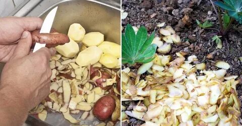 Удобрение картофельными очистками