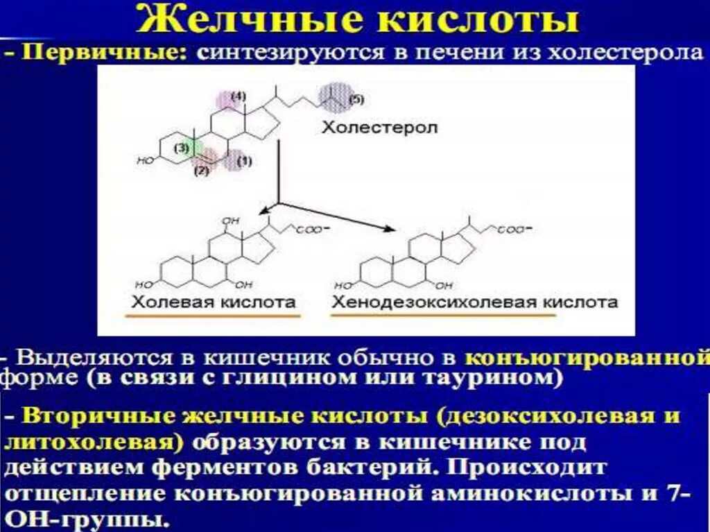 Желчные кислоты печени. Первичные и вторичные желчные кислоты. Вторичные желчные кислоты. Структура первичных и вторичных желчных кислот. Липиды желчных кислот.