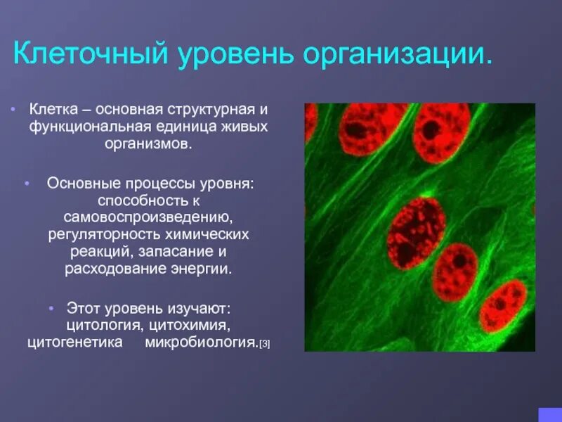 Ответ клетки всех живых организмов. Клеточный уровень организации живого. Клеточный уровень организации жизни. Клеточный уровень процессы. Уровни организации клеточного уровня.