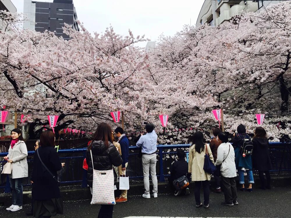 Парк уэно сакура. Токио туристы. Busyteacher. Enjoy japan. Enjoy japan.