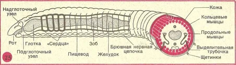 Тело нечленистое округлое