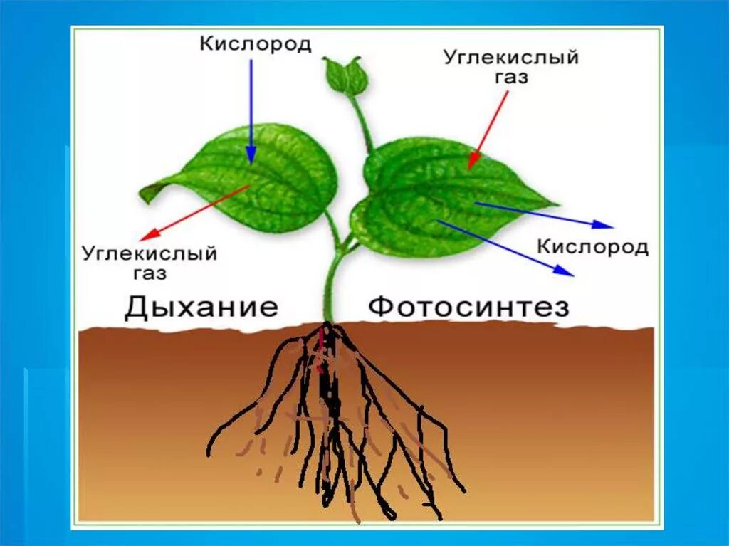 Схема как происходит дыхание растений. Фотосинтез и дыхание растений. Фотосинтез дыхание растений 6 класс биология. Фотосинтез растений схема 6 класс. Схема фотосинтеза у растений.
