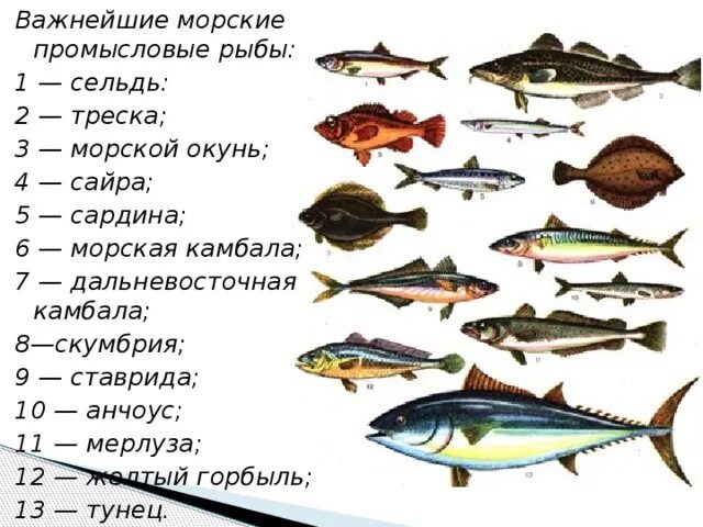 Морская рыба это какая. Морская рыба список. Промысловые рыбы. Виды морских рыб. Морская Промысловая рыба.