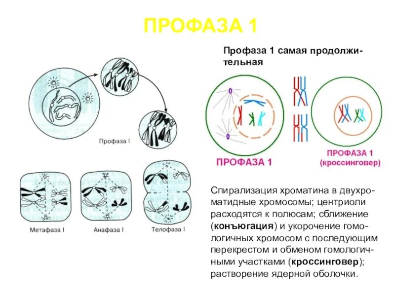 Спирализация хромосом конъюгация. Фазы профазы 1 мейоза. Стадии профазы 1 мейоза 1. Кроссинговер в профазе 1 мейоза. Стадии профазы 1 мейоза.