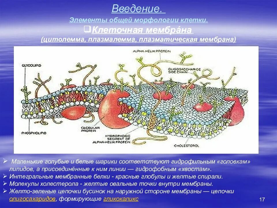 Цитолемма это. Плазматическая мембрана плазмалемма. Строение плазмалеммы. Строение плазматической мембраны. Плазмалемма это в биологии.