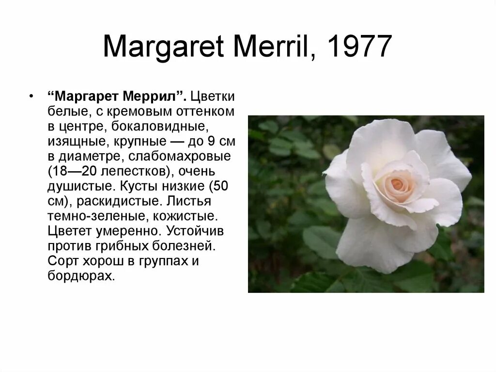 Как описать розу. Rosa Margaret Merril. Доклад о Розе. Интересные факты о Розе. Интересные факты о Розе цветке.