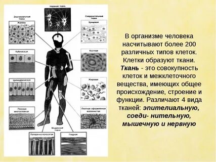 Роль тканей в организме человека