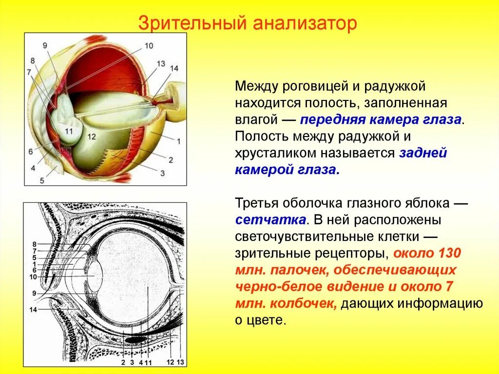 Где в органе зрения находится желтое. Строение зрительного анализатора глазное яблоко. Строение зрительного анализатора Рецептор. Зрительный анализатор строение и функции глаза. Анализаторы зрительный анализатор строение.