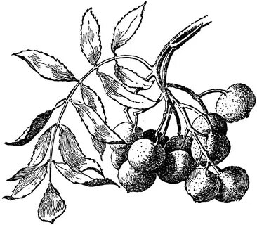 Плод рябины рисунок