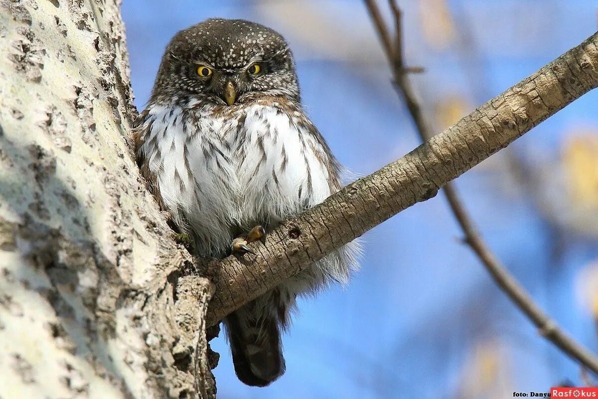 Сова сорока. Сова фото. Сова и сорока. Сибирская сова. Тебердинский заповедник мохноногий сыч.