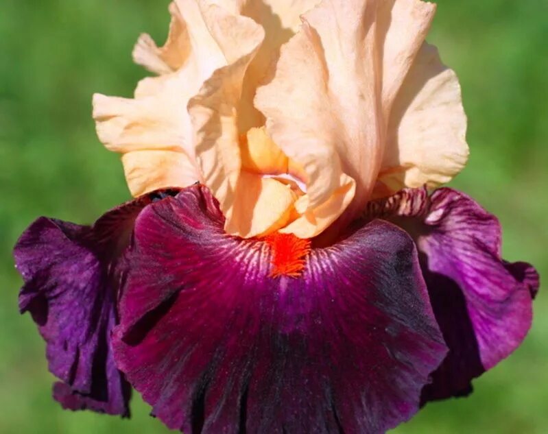 Ирис сибирский (iris sibirica `barcelona`). Ирис бородатый амстердам. Сорта ирисов сортовых. Ирисы в саду фото. Как получить ирис.