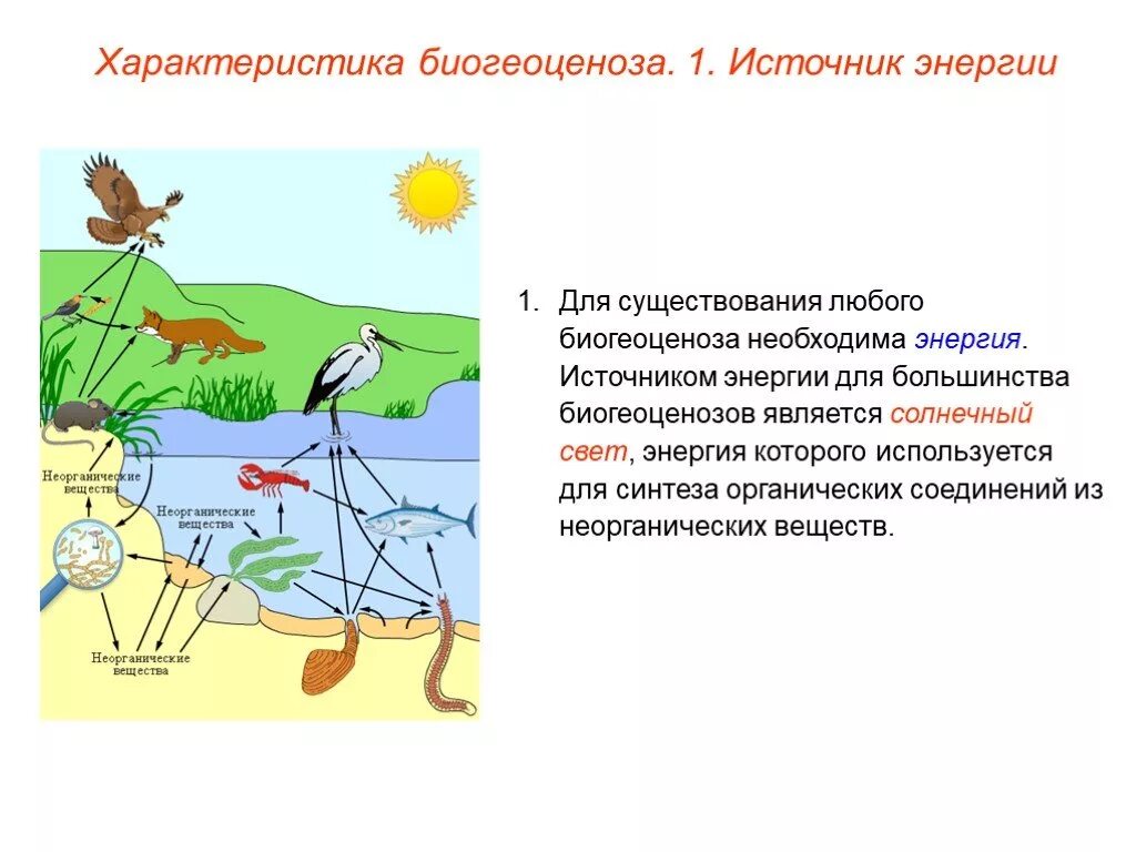 Сделайте описание любой экосистемы