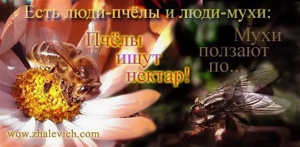 Есть люди пчелы и люди
