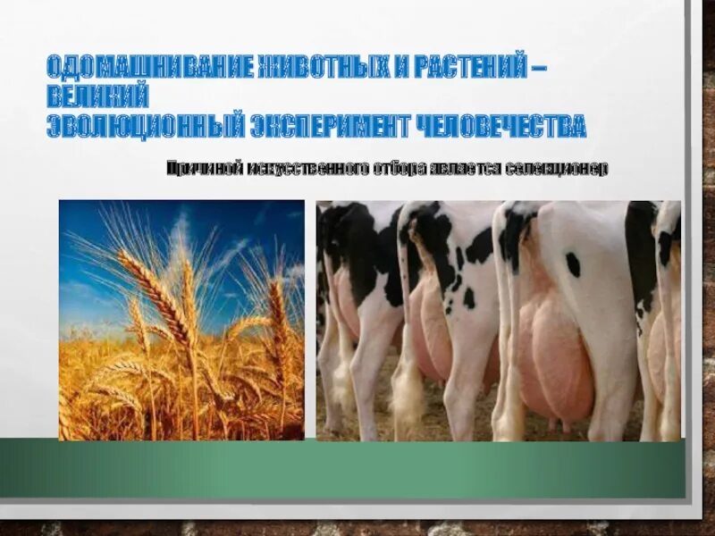 Когда начался процесс одомашнивания растений. Одомашнивание растений и животных. Центры одомашнивания животных. Одомашнивание животных форма отбора. Механизм одомашнивания животных и растений.