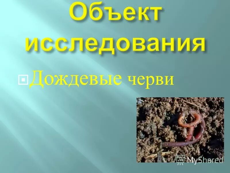 Наука изучающая червей дождевых