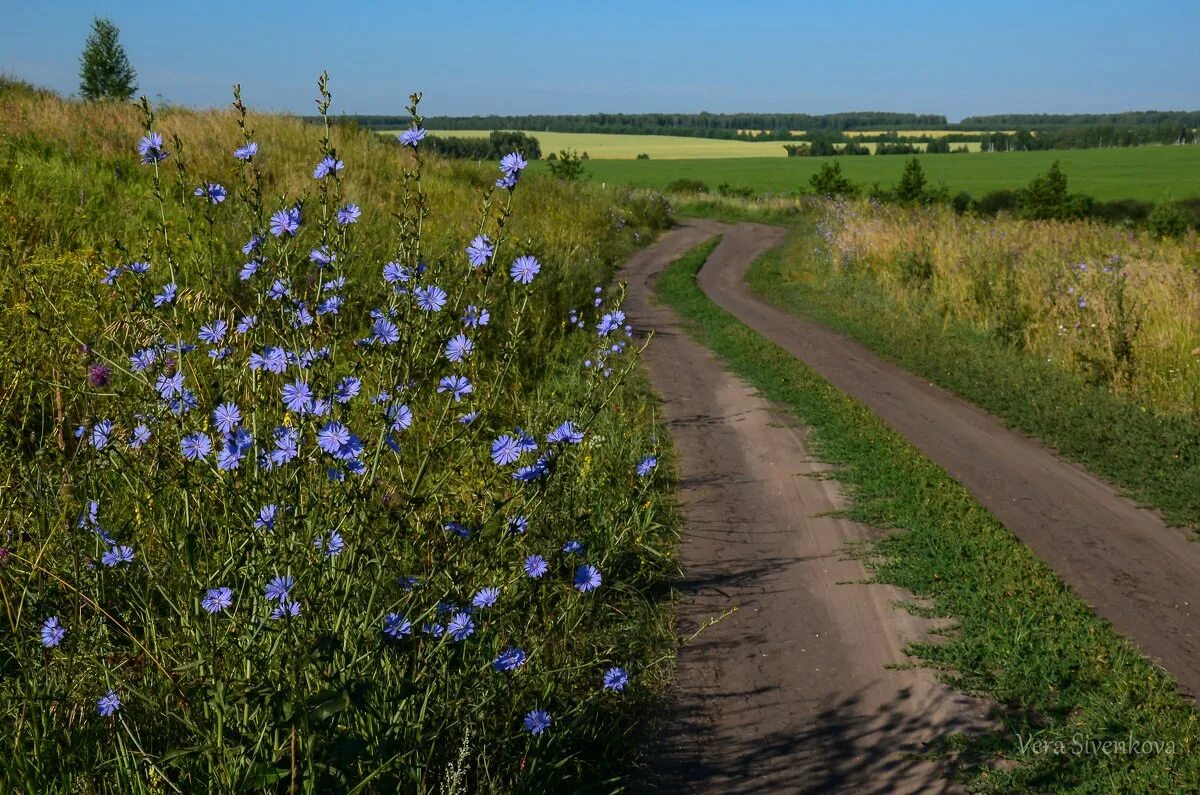 В лугах неслыханное