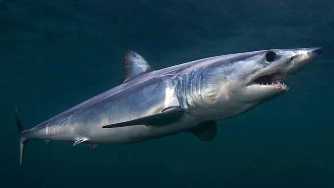 Акула мако опасна ли для человека. Акула мако. Бронебойная акула-мако. Серо голубая акула мако. Тихоокеанская сельдевая акула.