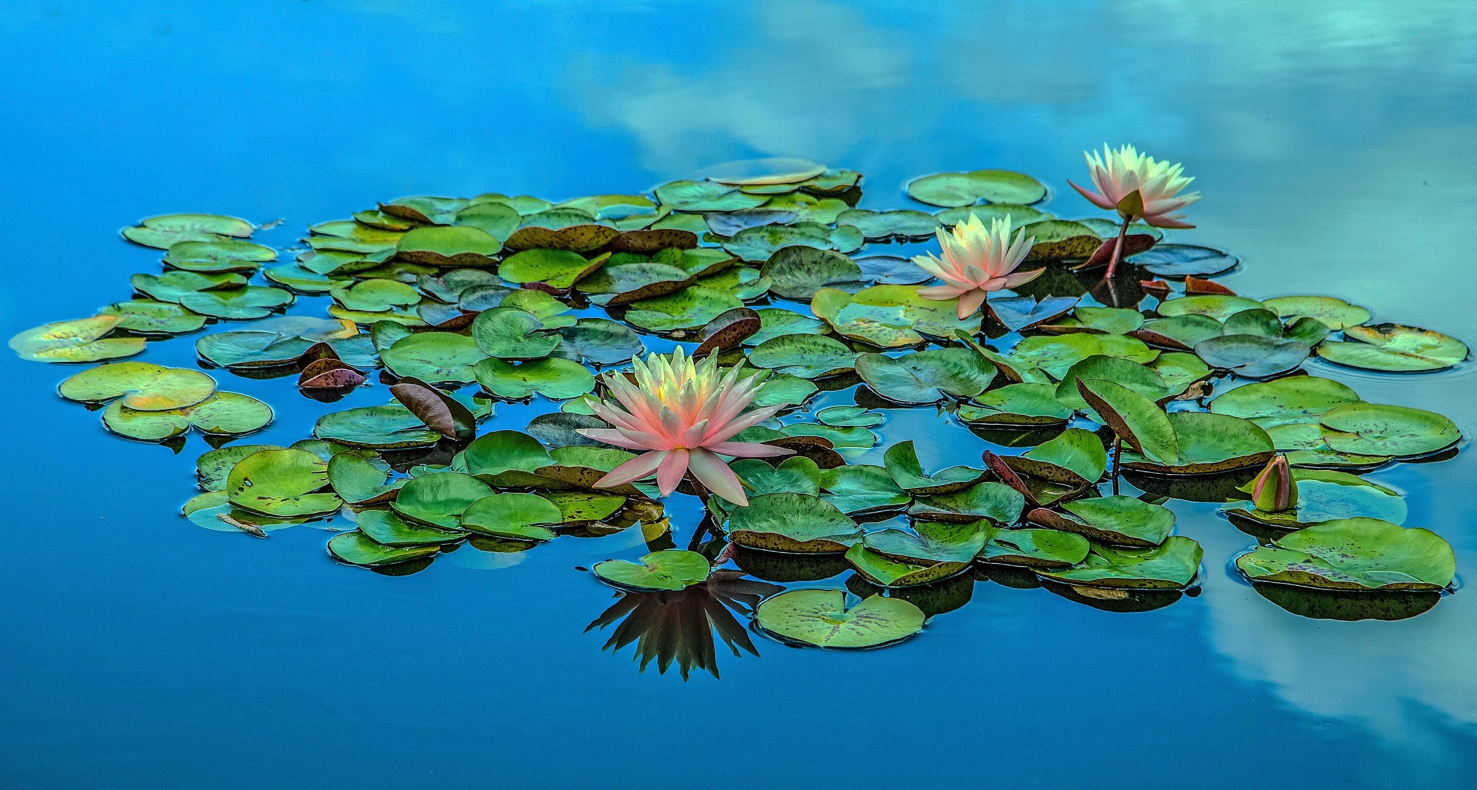 Озеро бездонное свердловская область сообщение. Распространенная водная водная. Водоросли гидрофиты. Цветы растущие в водоемах. Рдест растение.