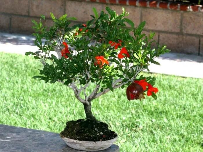Домашнее гранатовое дерево. Гранат карфаген бонсай. Гранат комнатный карфаген. Гранат карликовый карфаген. Гранат комнатный punica granatum.