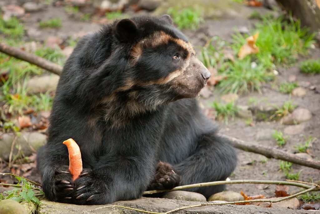 Какую среду освоил медведь. Очковый медведь Южной Америки. Очковый медведь Tremarctos ornatus. Очковый медведь ест. Реликтовый очковый медведь.
