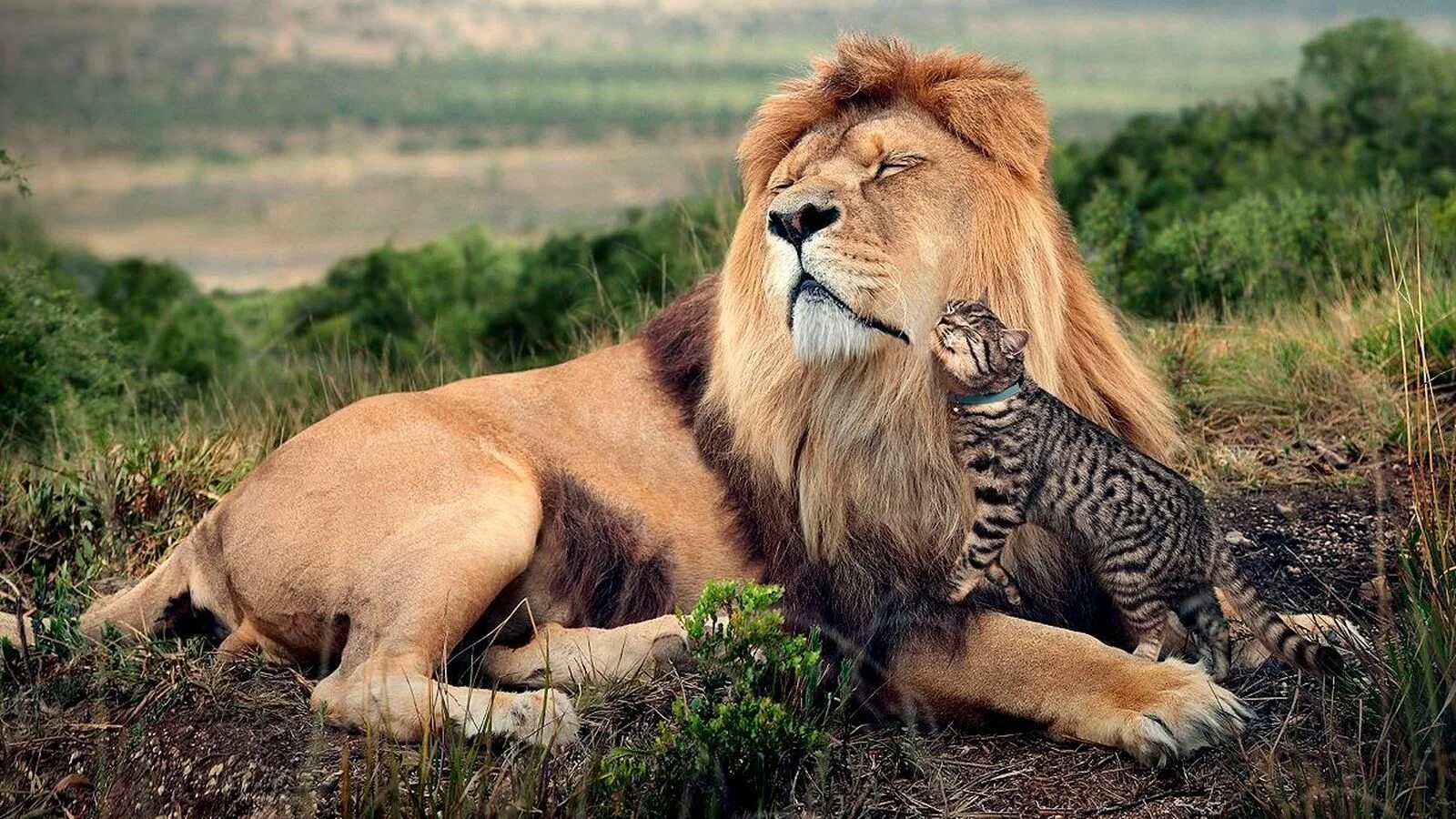 Животные в цирке. Бездомные кошки и собаки. Кто учавствует в образование почвы. Животные участвуют. Зебра смеется.