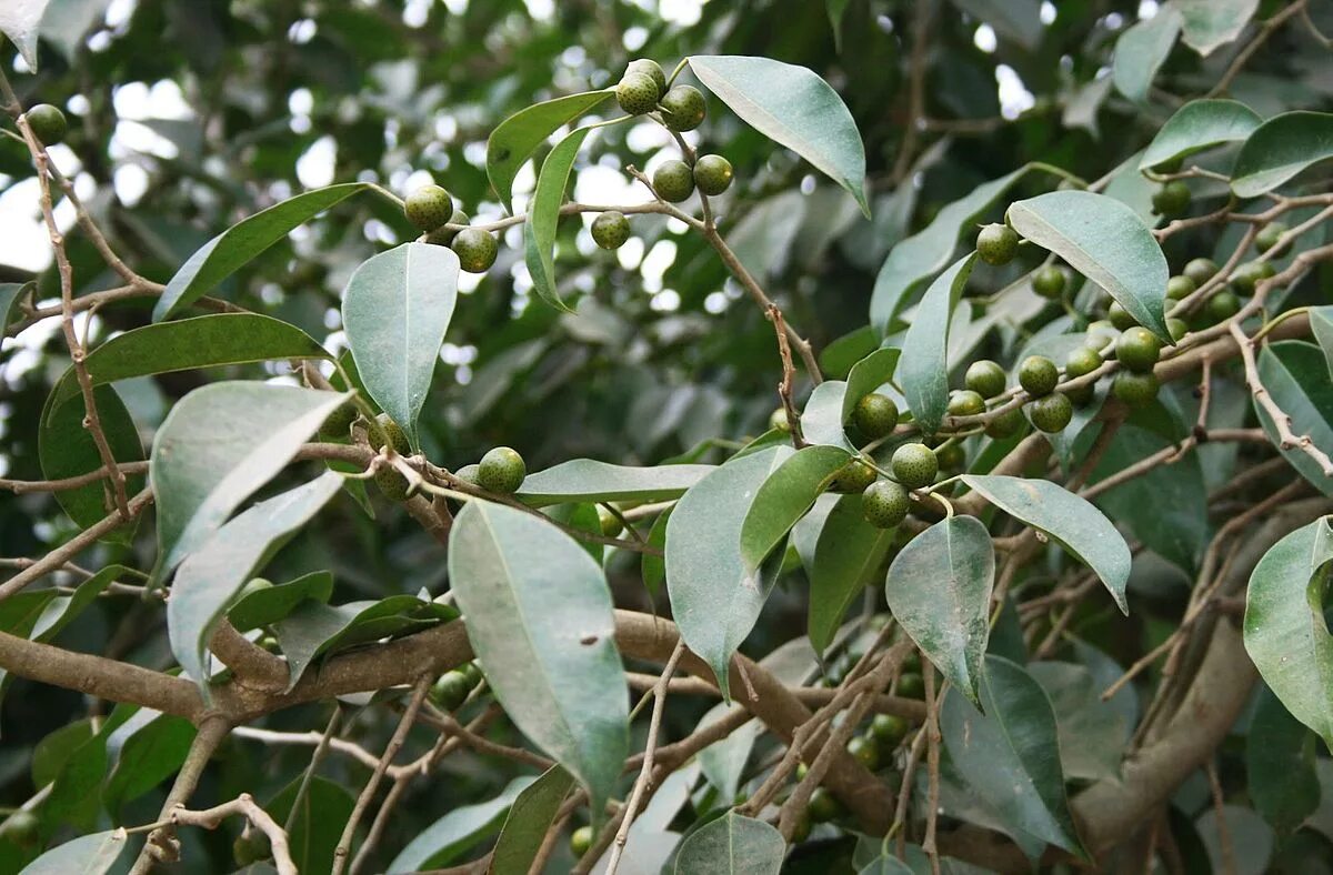 படிமம்:Starr 010420-0096 Ficus benghalensis.jpg - தமிழ் விக்கிப்பீடியா